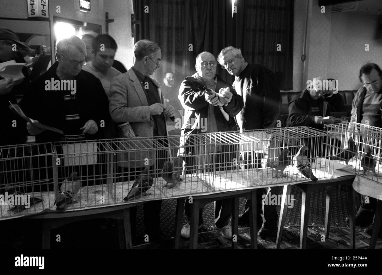 Pigeon racing in the UK. Working class sport Stock Photo Alamy