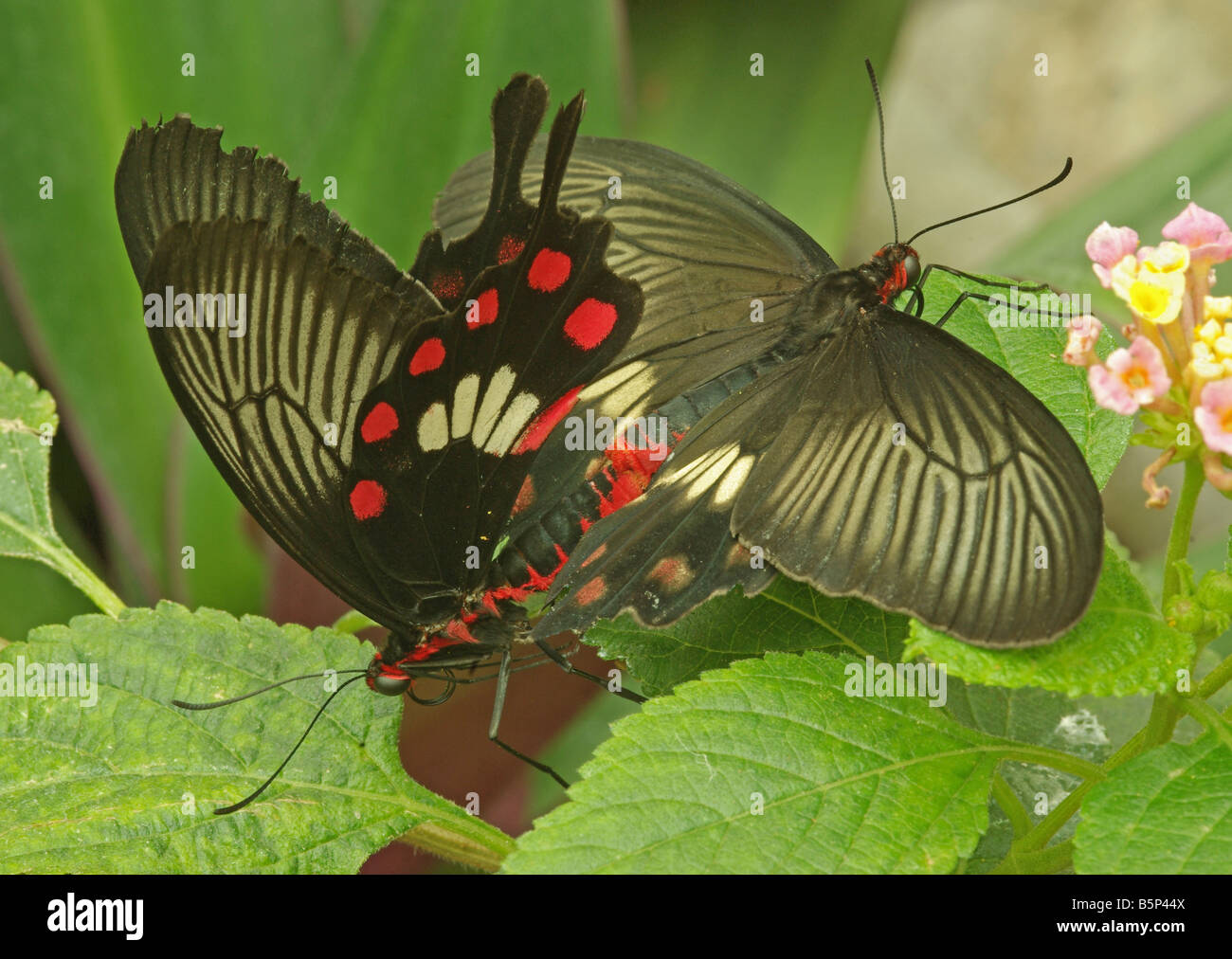 A mating pair of Papilio rumanzovia butterflies. Stock Photo