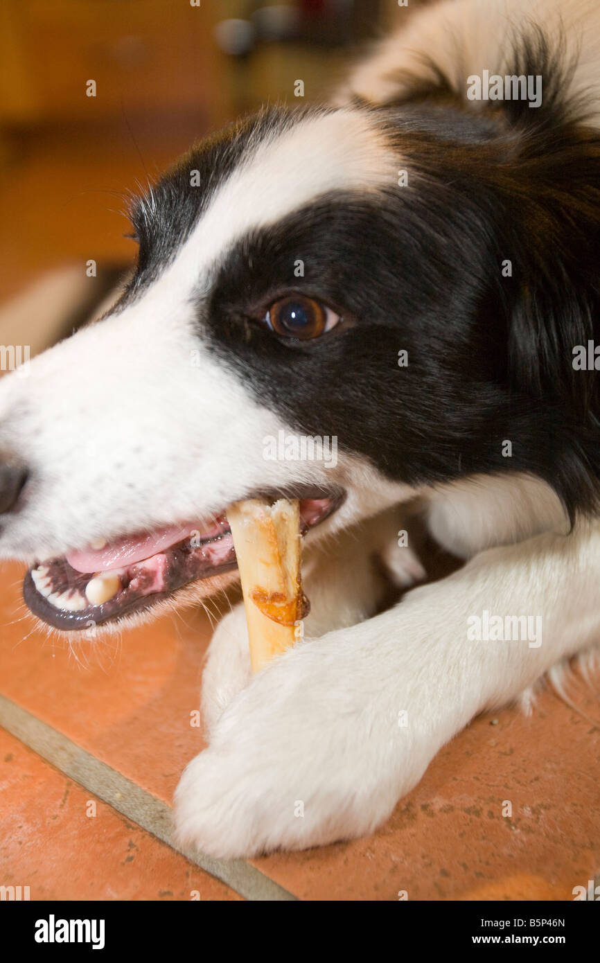 A Border Collie dog chewing a bone Stock Photo