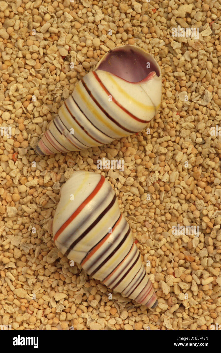 The shells of Bankivia fasciata, an Australian mollusc. Stock Photo