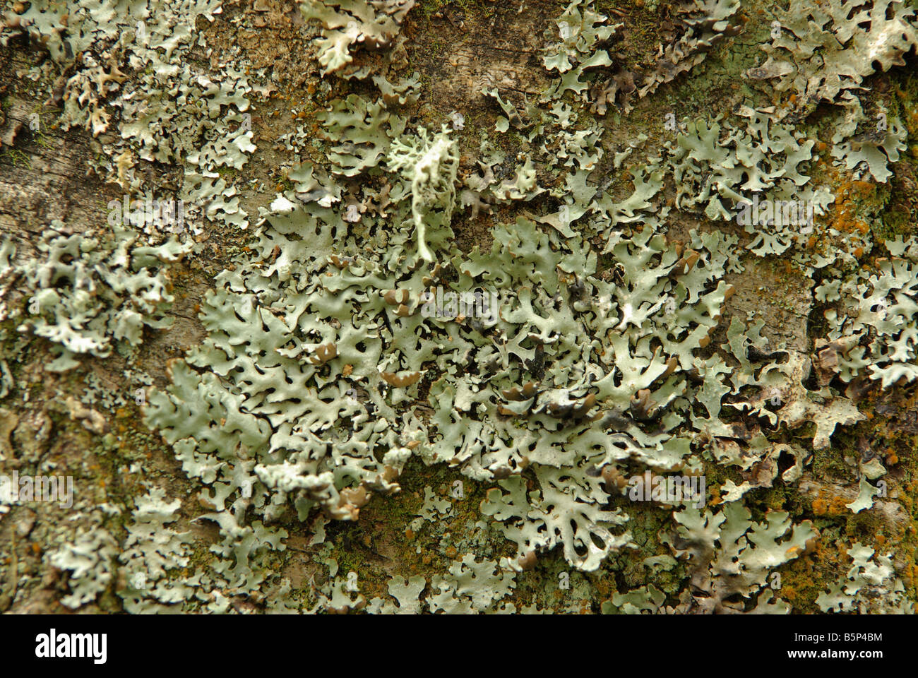 Hypogymnia physodes, the Puffed shield lichen, a common British species. Stock Photo