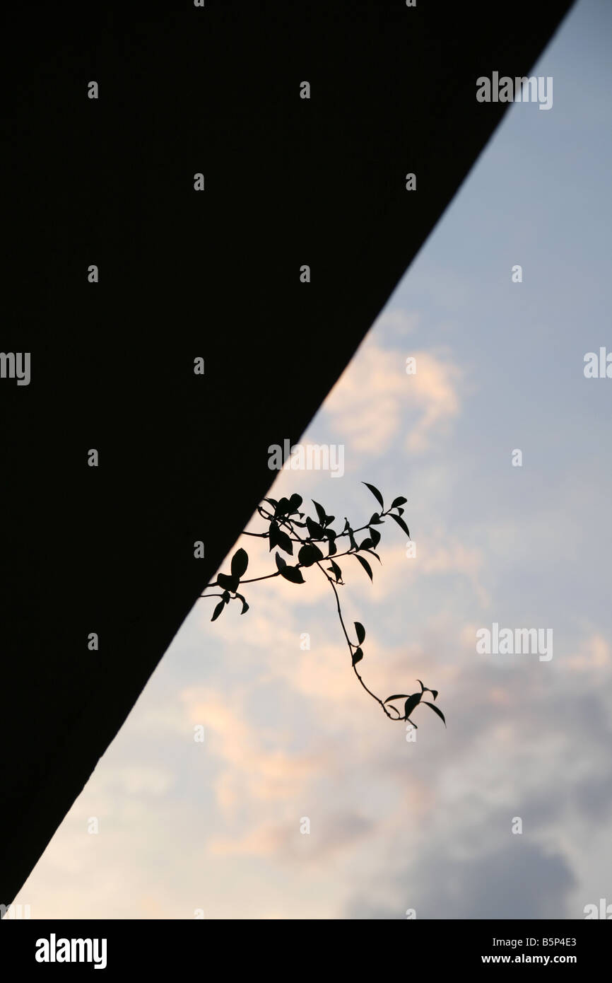 hanging growing plant on roof balcony against city skyline Stock Photo