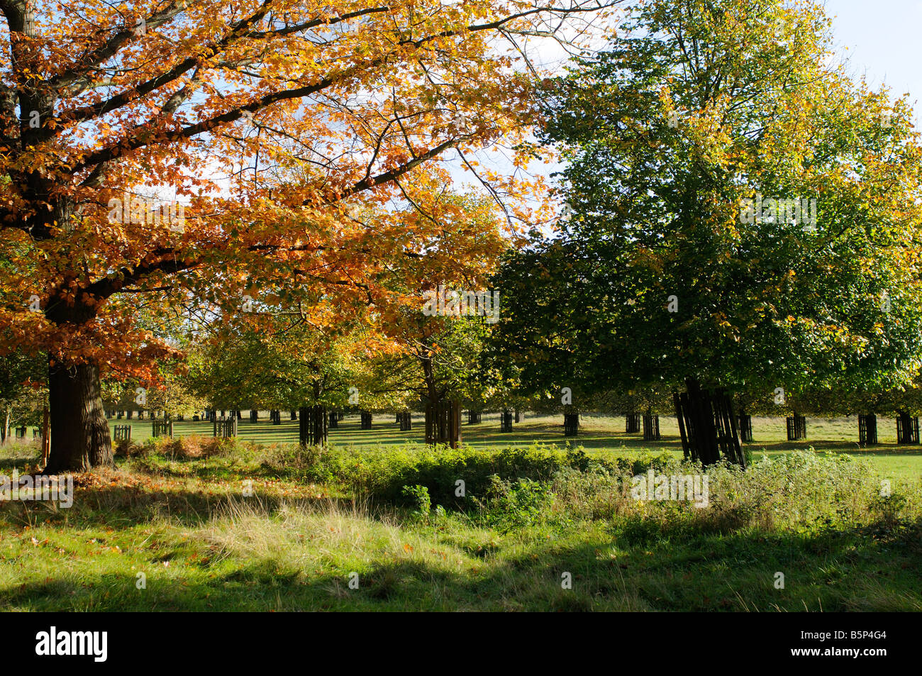 Bushy park early autumn hi-res stock photography and images - Alamy