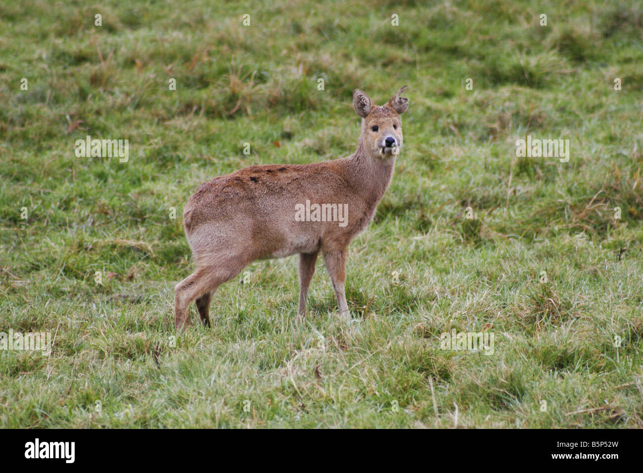 Chinese Water Deer Hydropotes inermis tusk Stock Photo