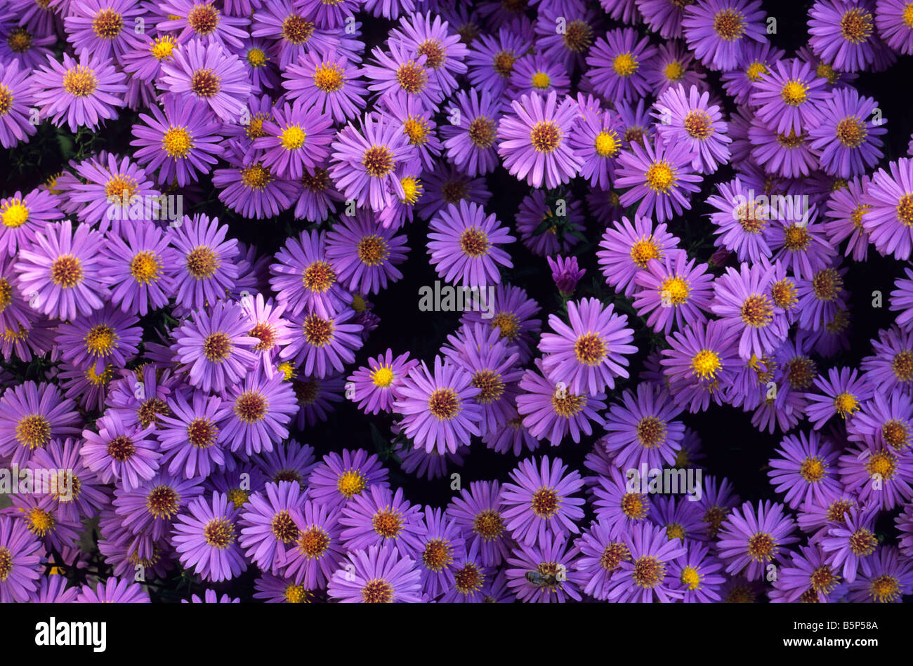 Purple flowering Michaelmas Daisies (Aster novi-belgii) - France. Stock Photo