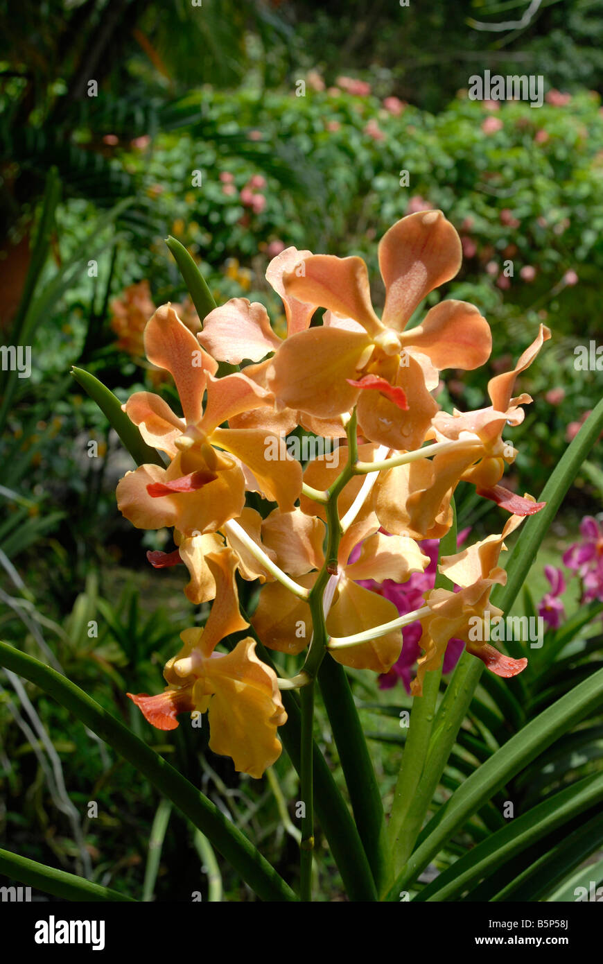 Orchid in Deshaies botanic garden Guadeloupe French Antilles Stock Photo
