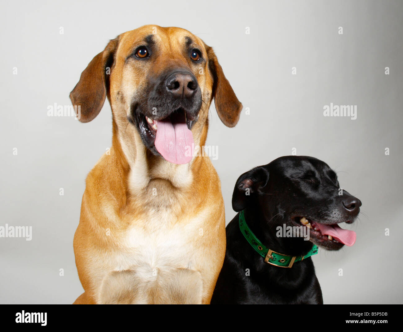 Rhodesian Ridgeback Black Lab Mix