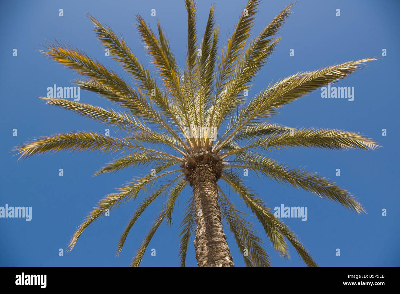 Palm Tree Fronds against a Blue Sky Stock Photo