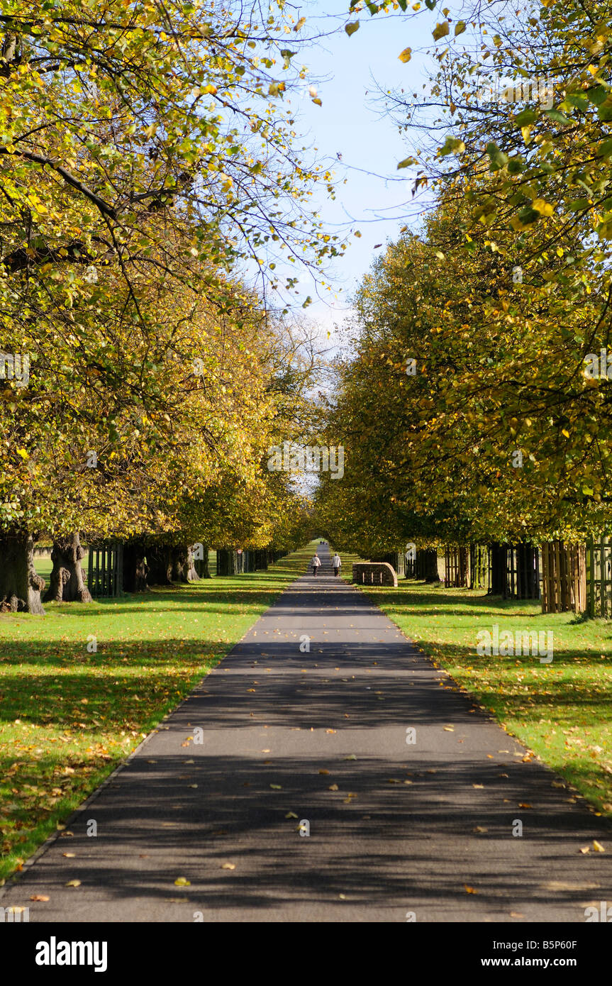 Lime Avenue Bushy Park Middlesex UK Stock Photo Alamy