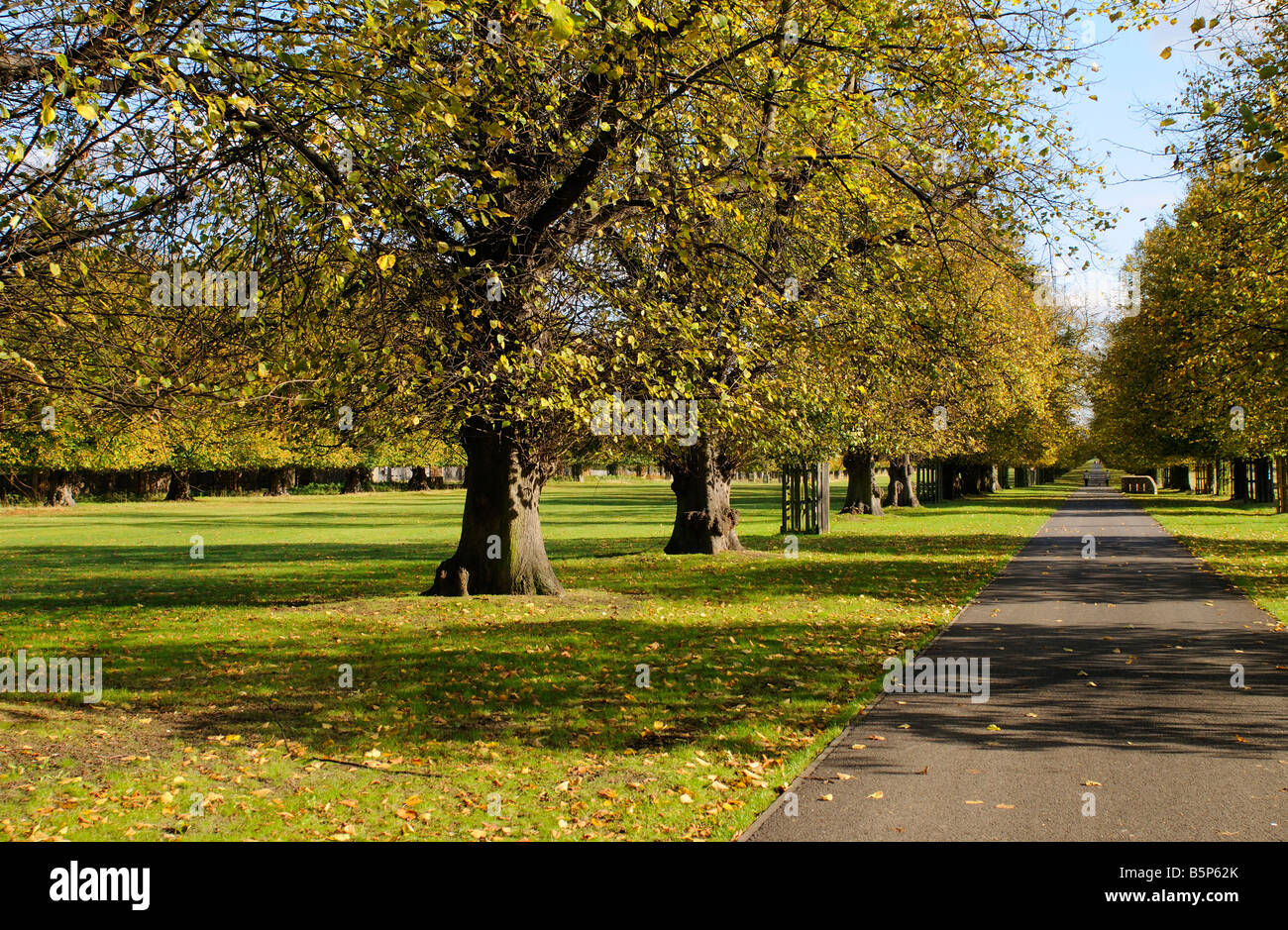 Lime Avenue Bushy Park Middlesex UK Stock Photo Alamy