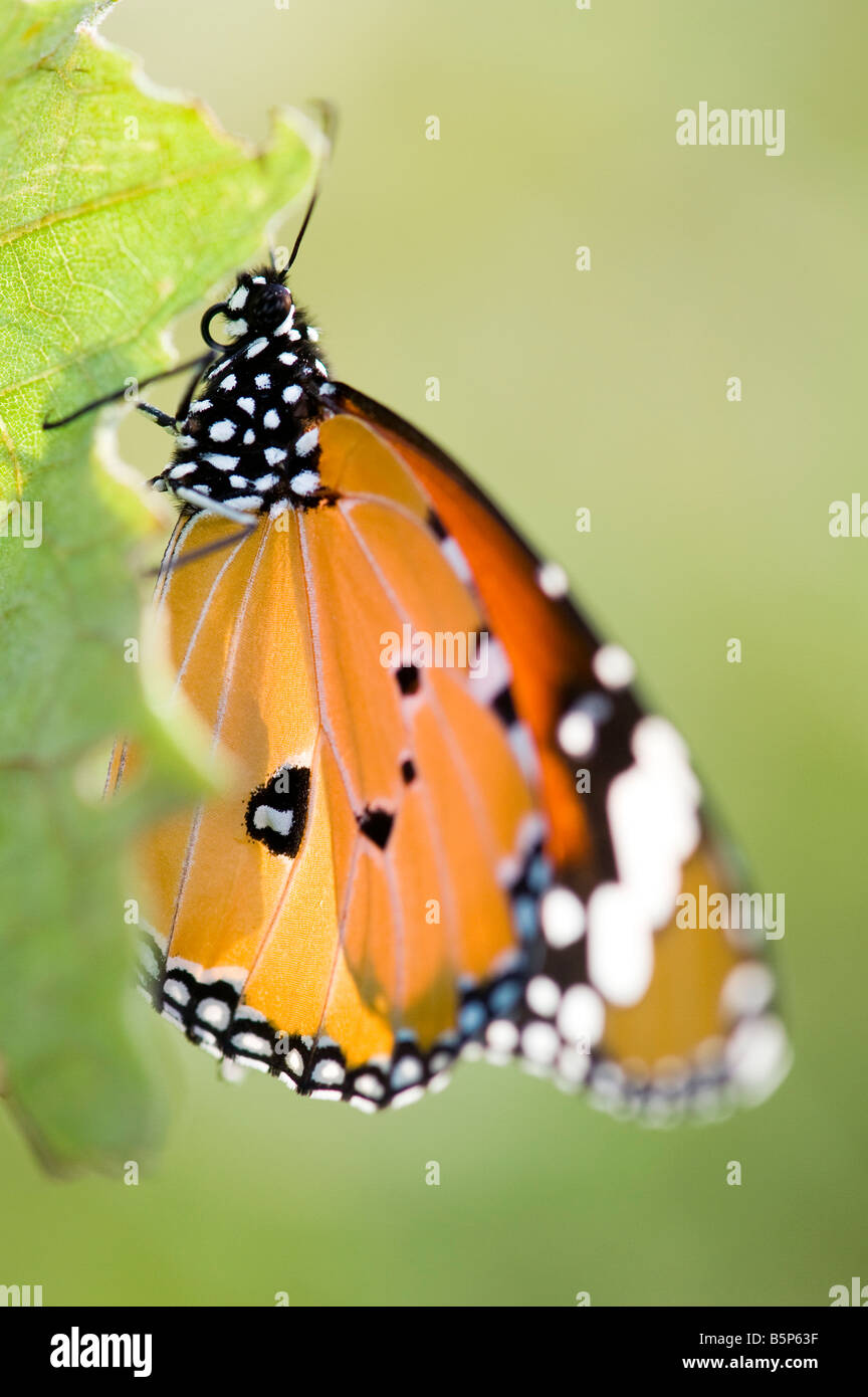 Danaus chrysippus. Plain Tiger butterfly in the indian countryside Stock Photo