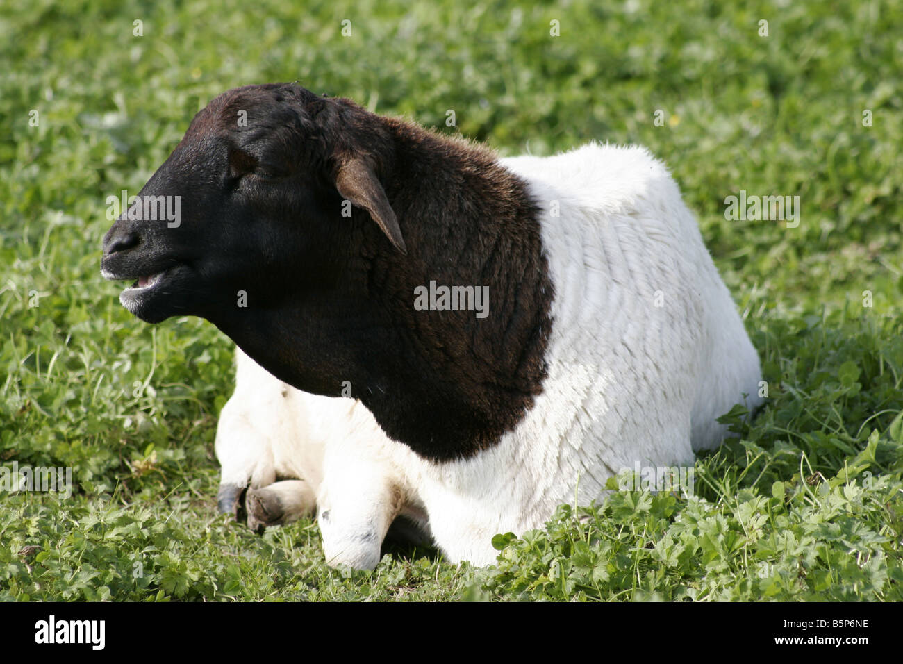 Black headed Sheep ovine flock fleece Stock Photo