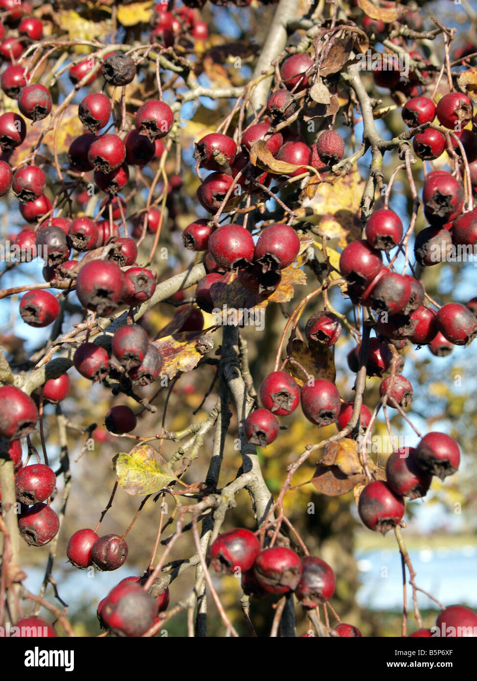 Hawthorn bushes hi-res stock photography and images - Alamy