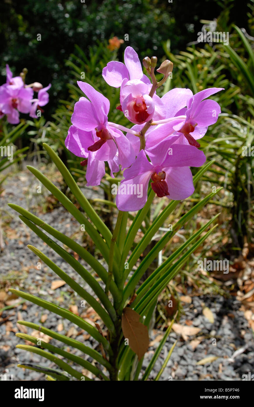 Orchid in Deshaies botanic garden Guadeloupe French Antilles Stock Photo