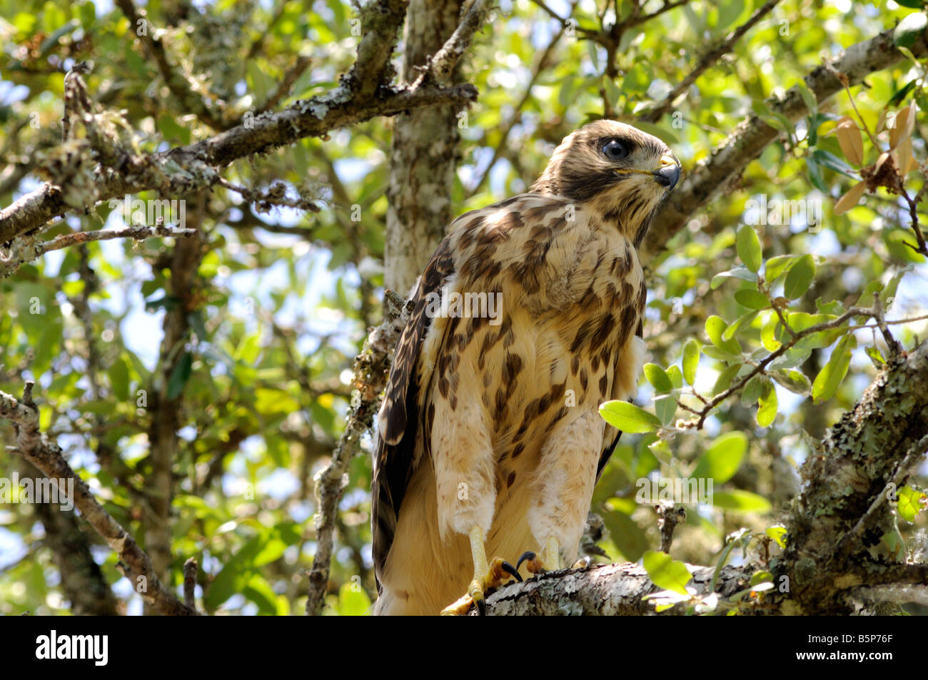 Juvenile Red-tailed Hawk Stock Photo - Alamy