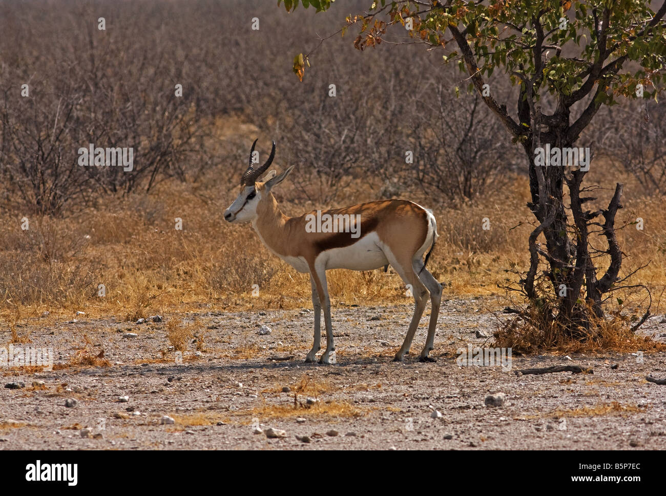 Springbok standing alongside a tree,Etosha Stock Photo