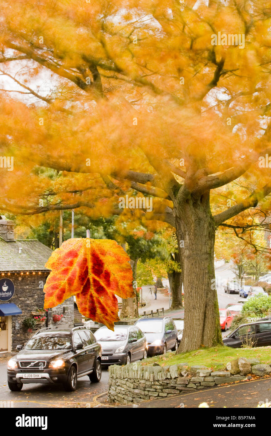 Tree blowing in wind traffic hi-res stock photography and images - Alamy