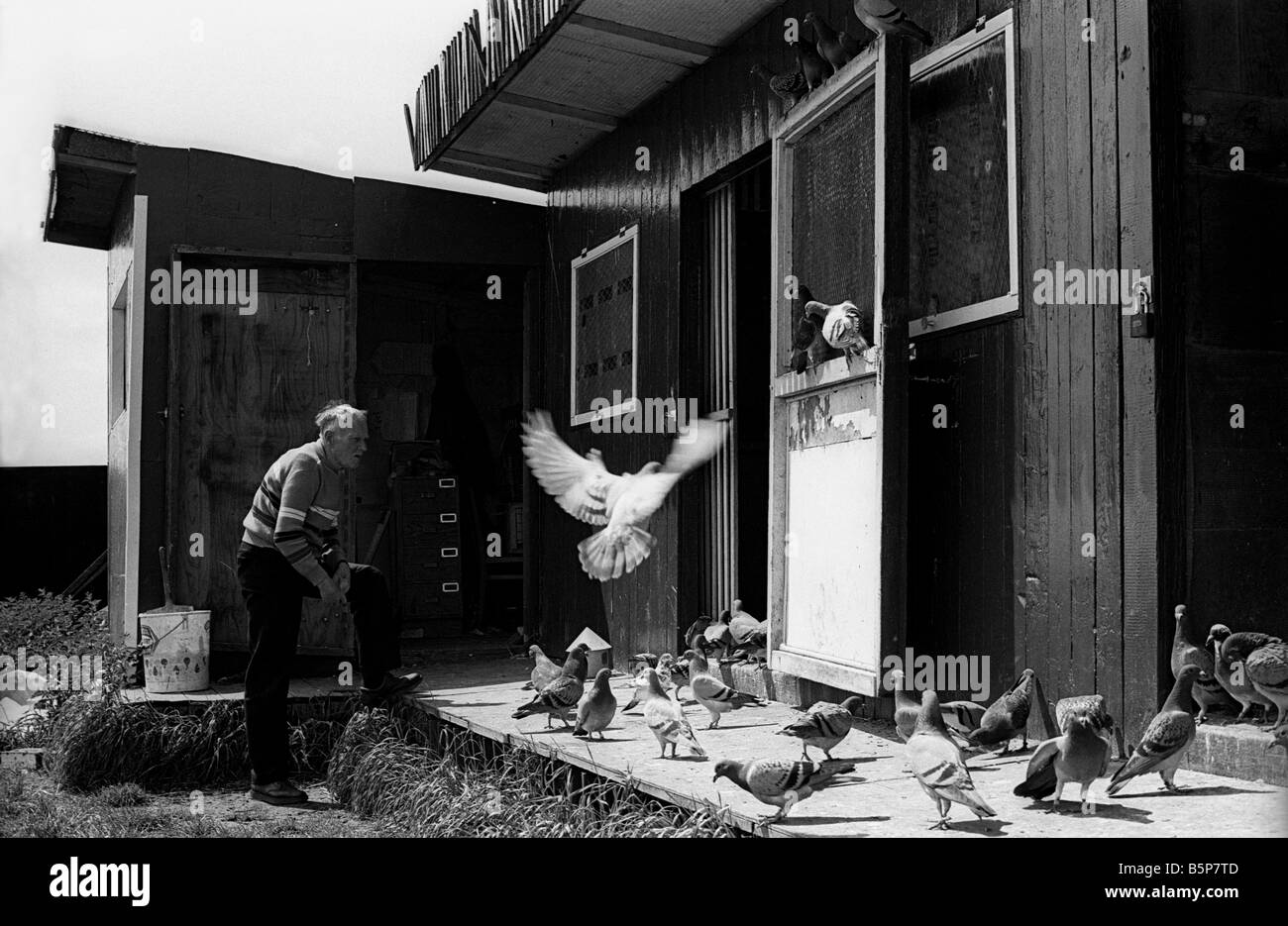 pigeon-racing-in-the-uk-working-class-sport-stock-photo-alamy