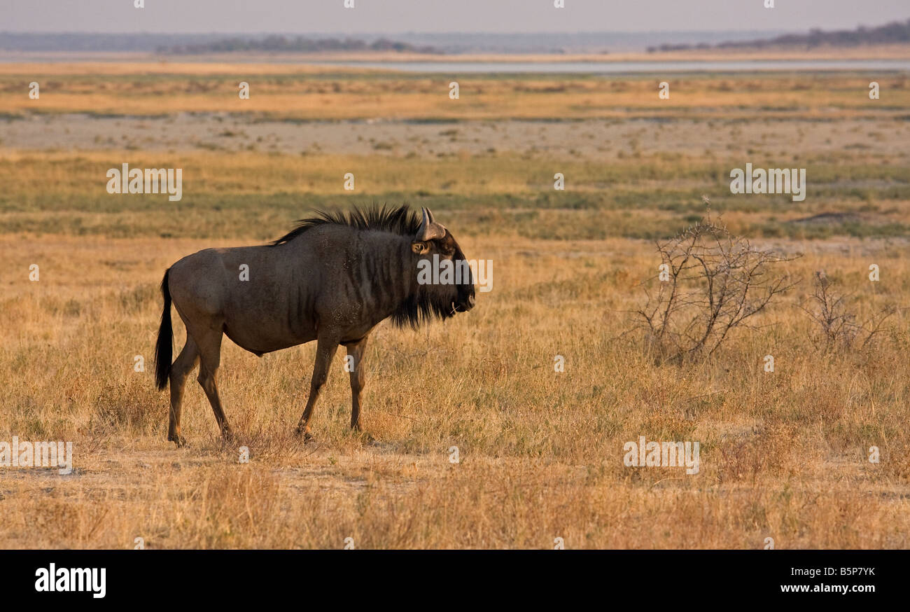 Wildebeest grazing in Etosha plains,Africa Stock Photo