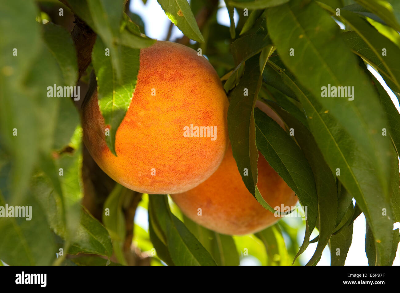 Peach ready to be picked Stock Photo Alamy