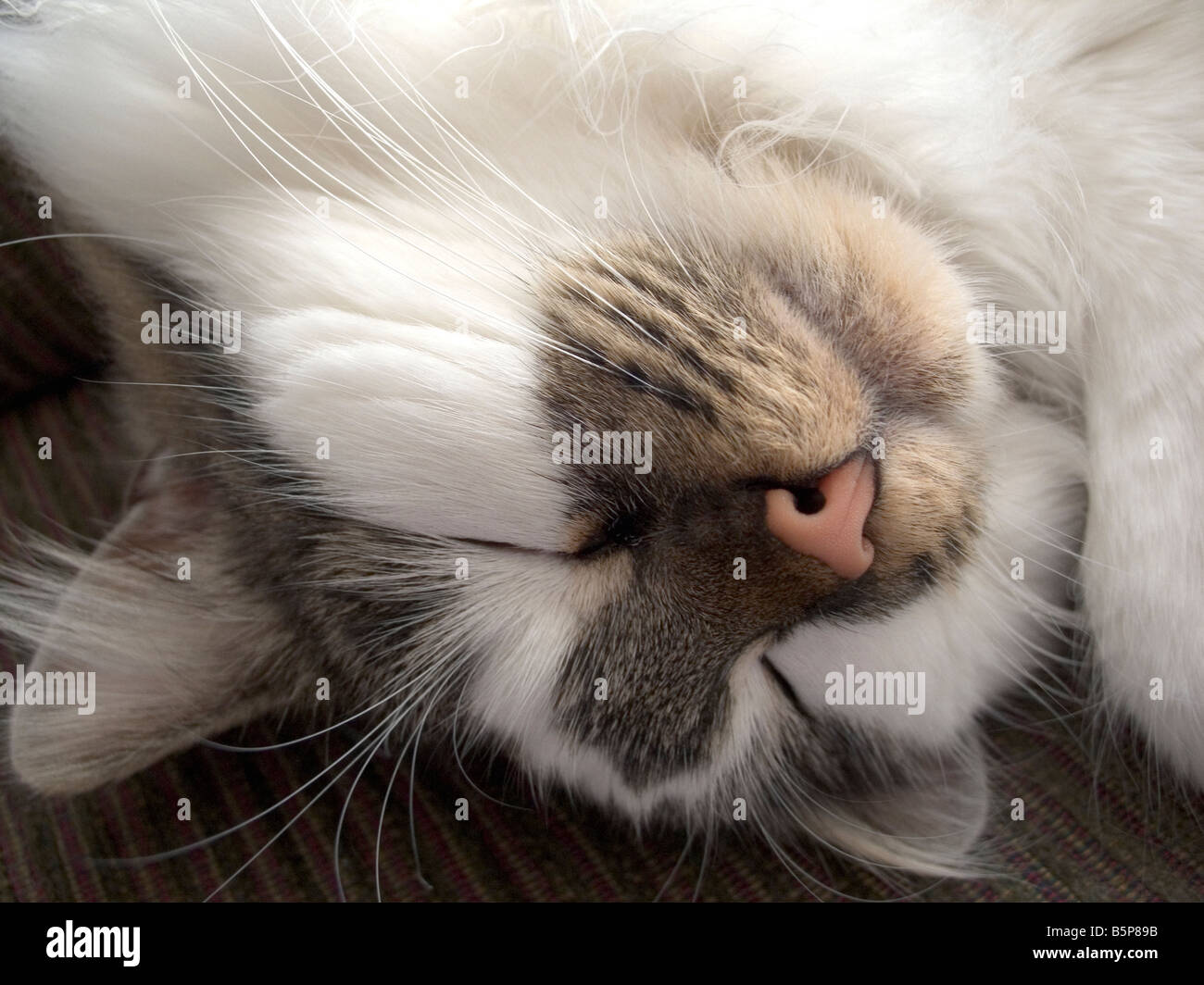 Sleeping cat with head upside down Stock Photo Alamy