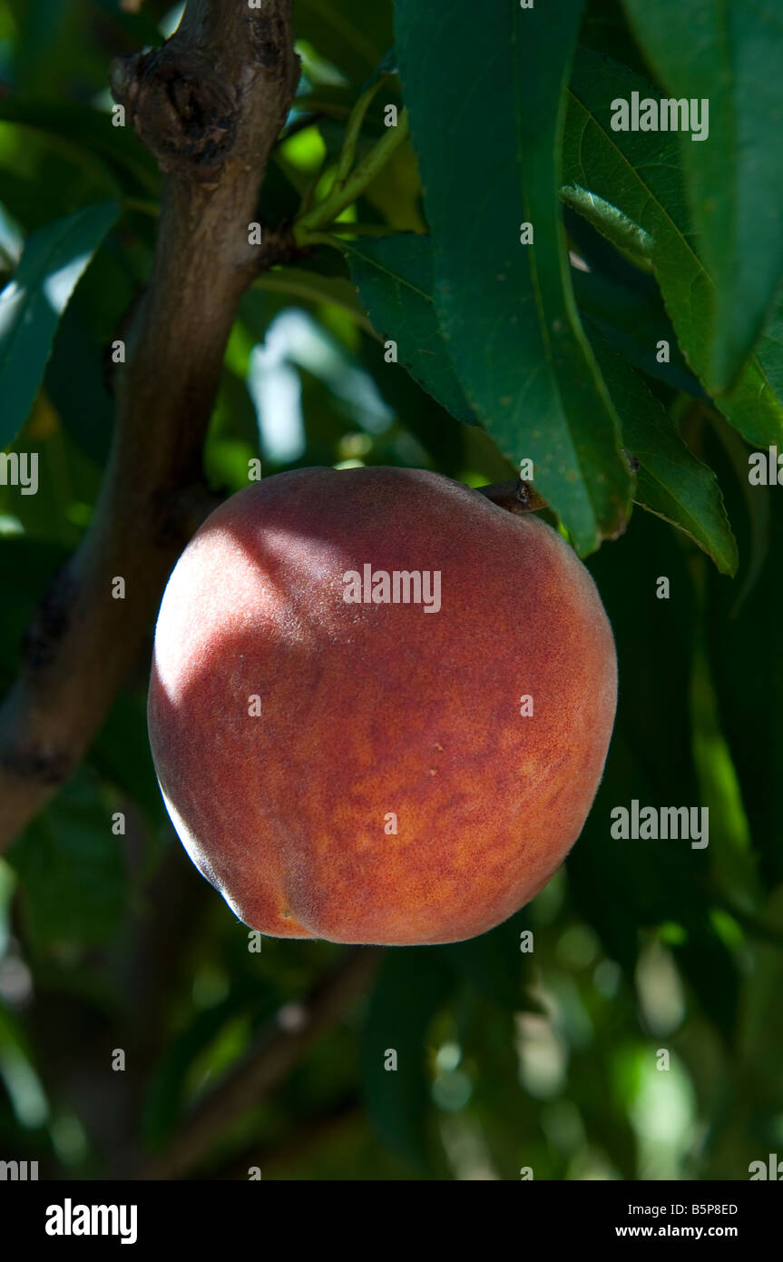 Peach ready to be picked Stock Photo Alamy