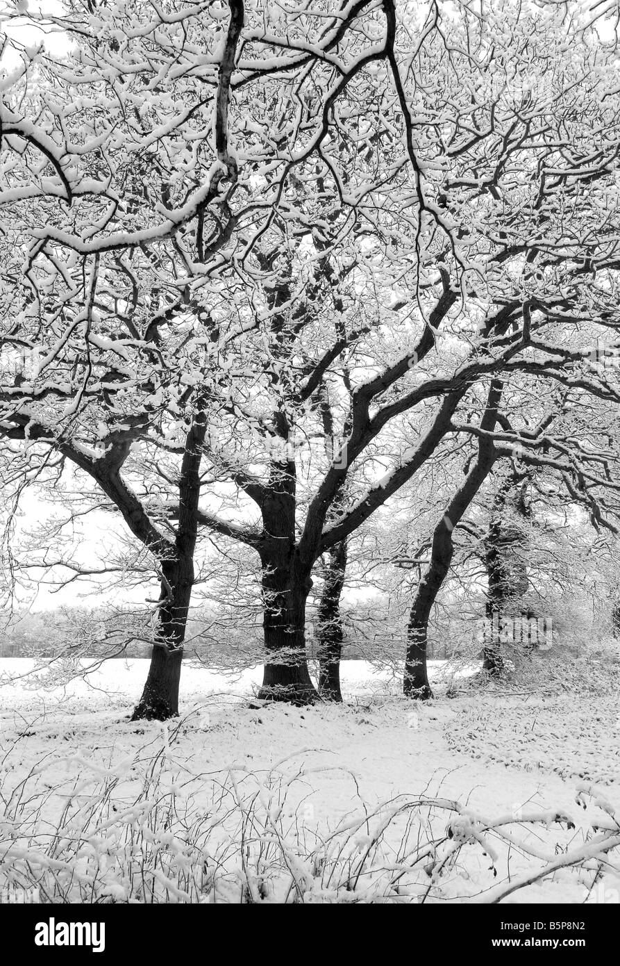 Trees in winter countryside Black and White Stock Photos & Images - Alamy