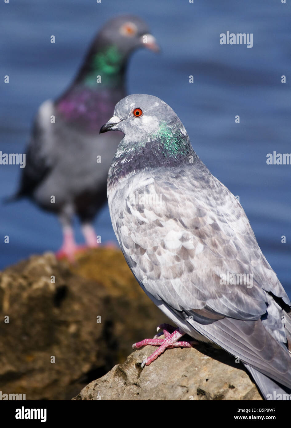 Adult bird sitting together on rocks hi-res stock photography and ...