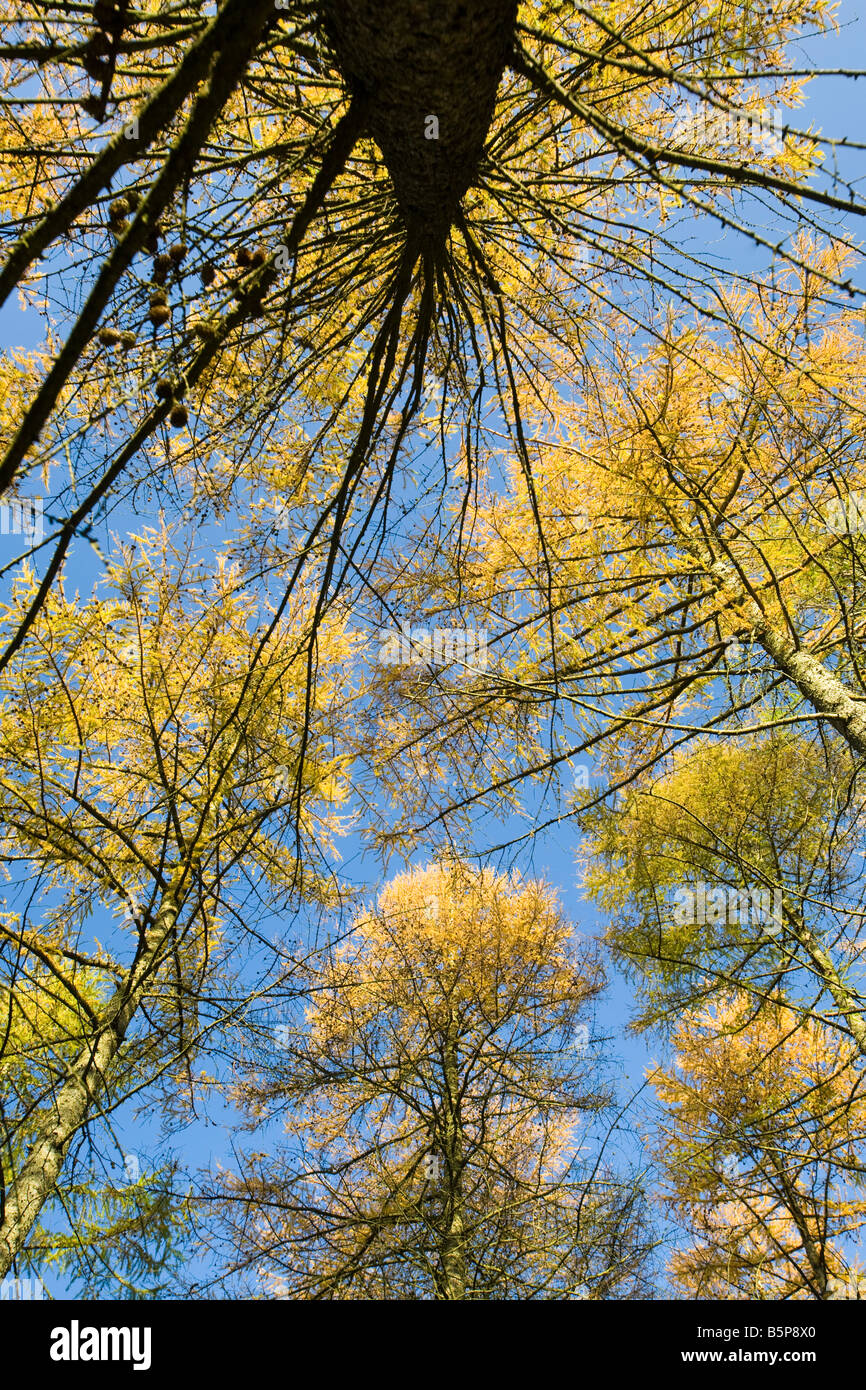 Larch trees in Autumn UK Stock Photo