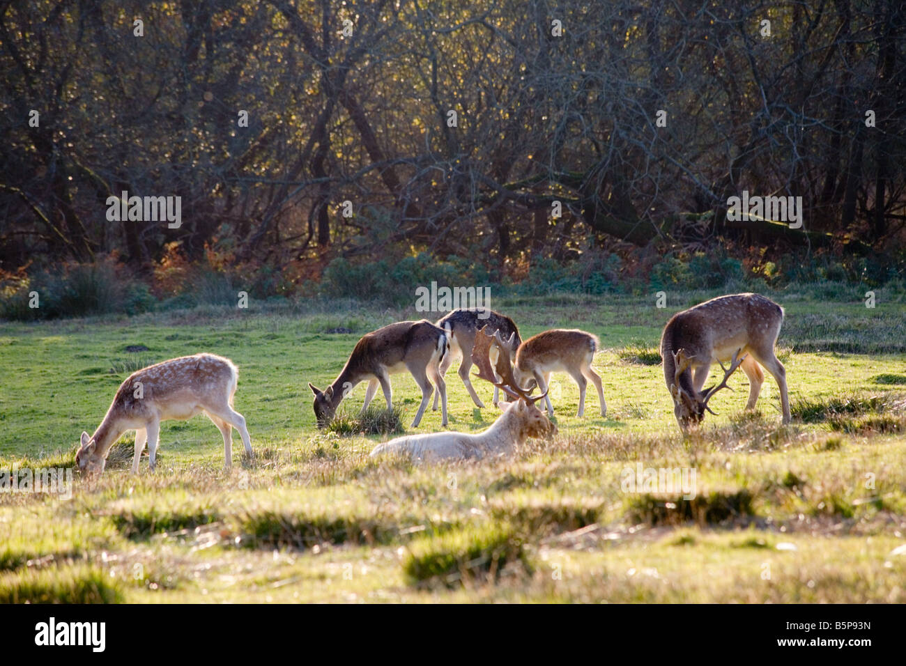 Deer in the New Forest Hampshire England Stock Photo
