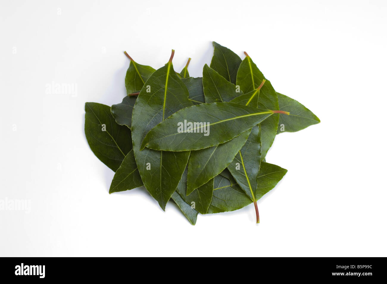 Bay leaves, used as seasoning in stews and casseroles Stock Photo