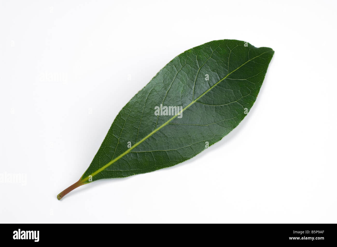 A bay leaf, used as seasoning in stews and casseroles Stock Photo