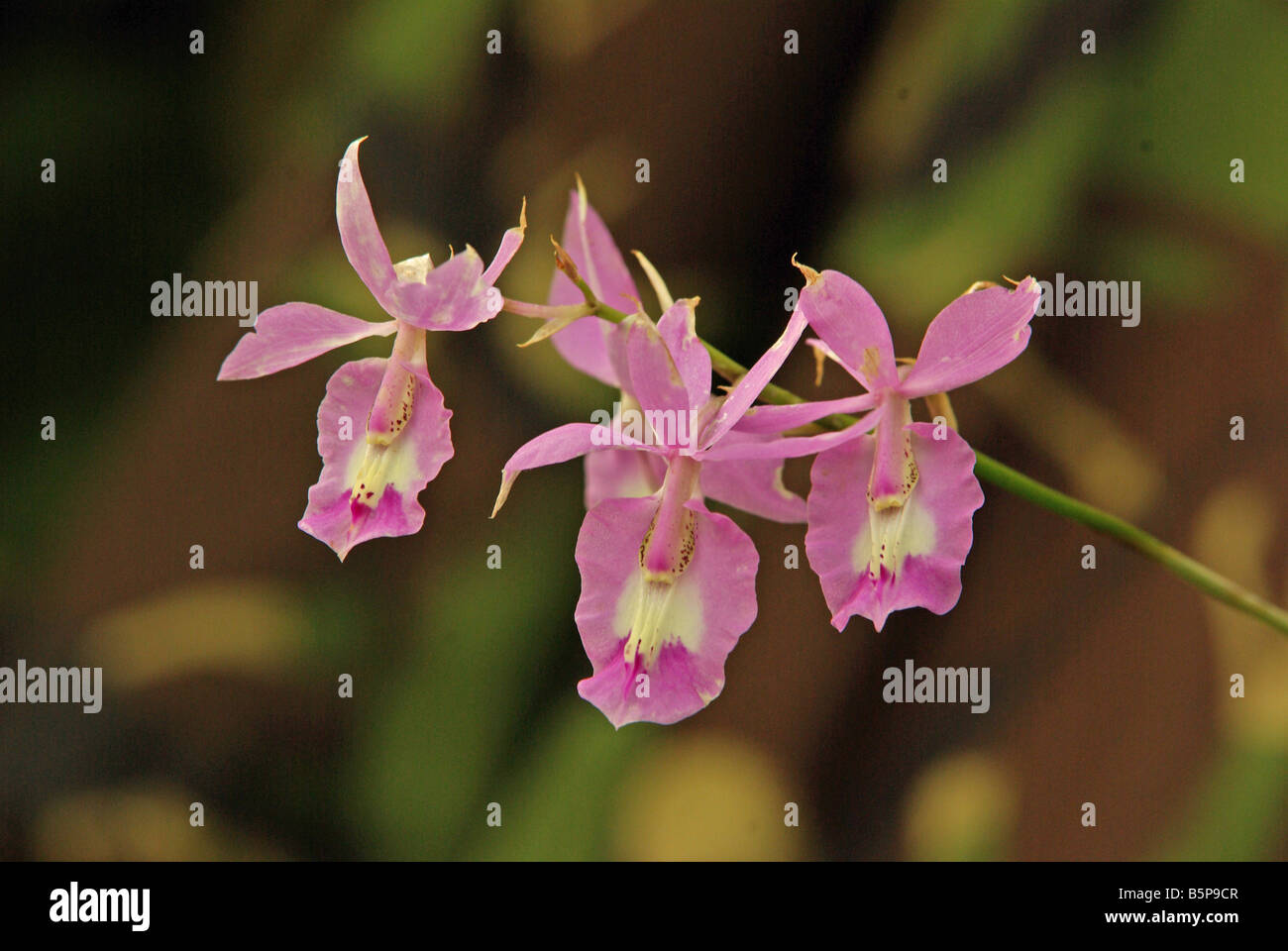 Barkeria lindleyana, a Central American orchid. Stock Photo