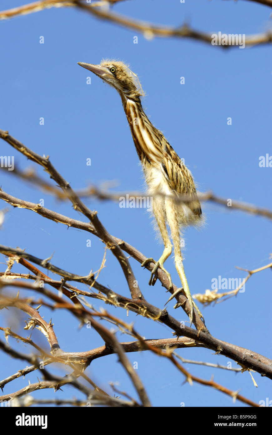 YELLOW BITTERN CHICK IN KUNDAKULAM BIRD SANCTUARY TAMILNADU Stock Photo
