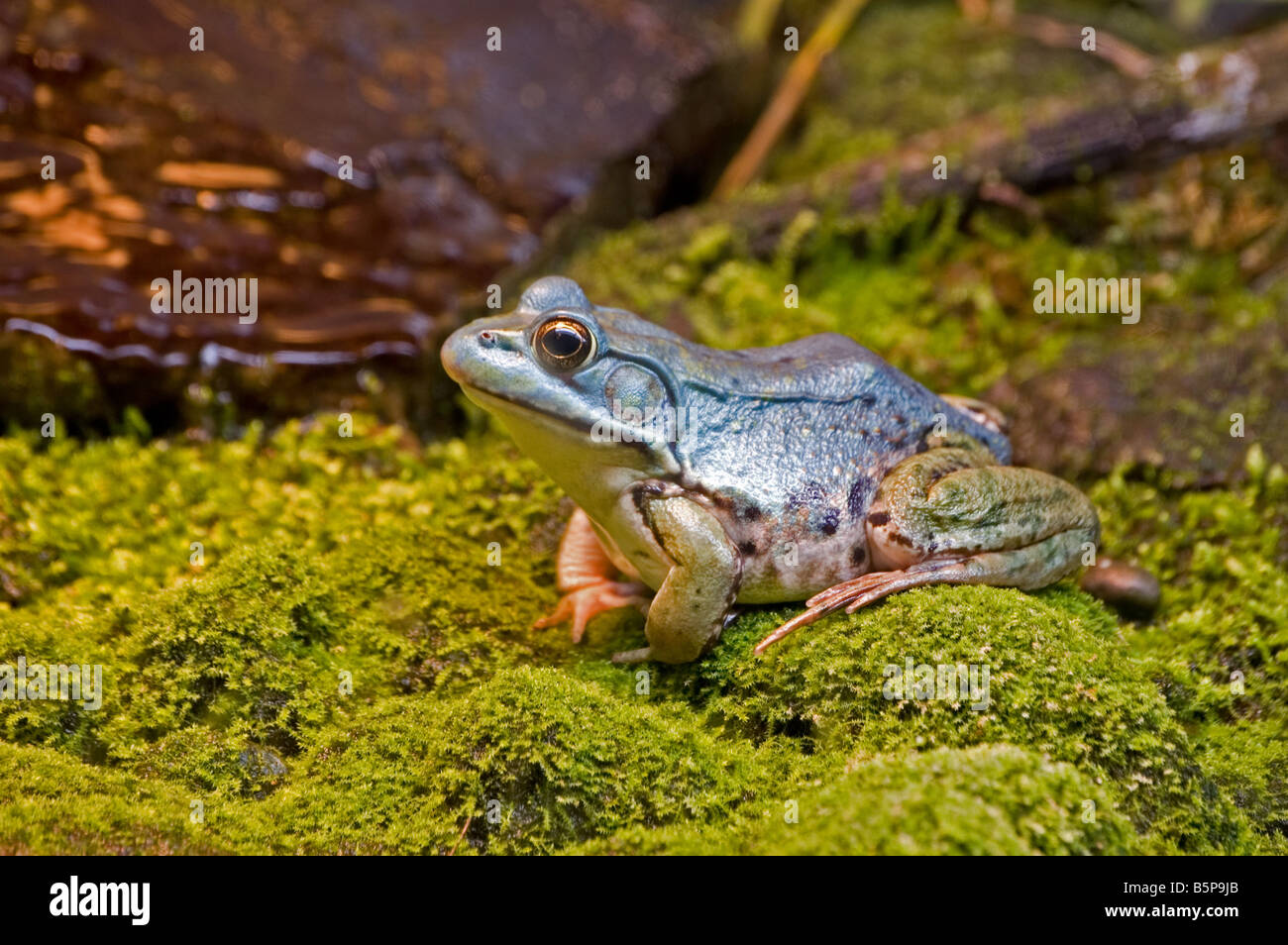 A view of a Green frog Stock Photo