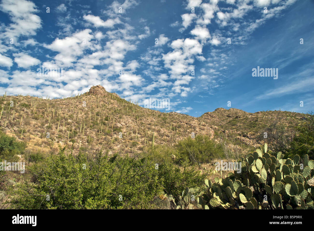 Mountain Cactus landscape in Tucson, Arizona Stock Photo Alamy