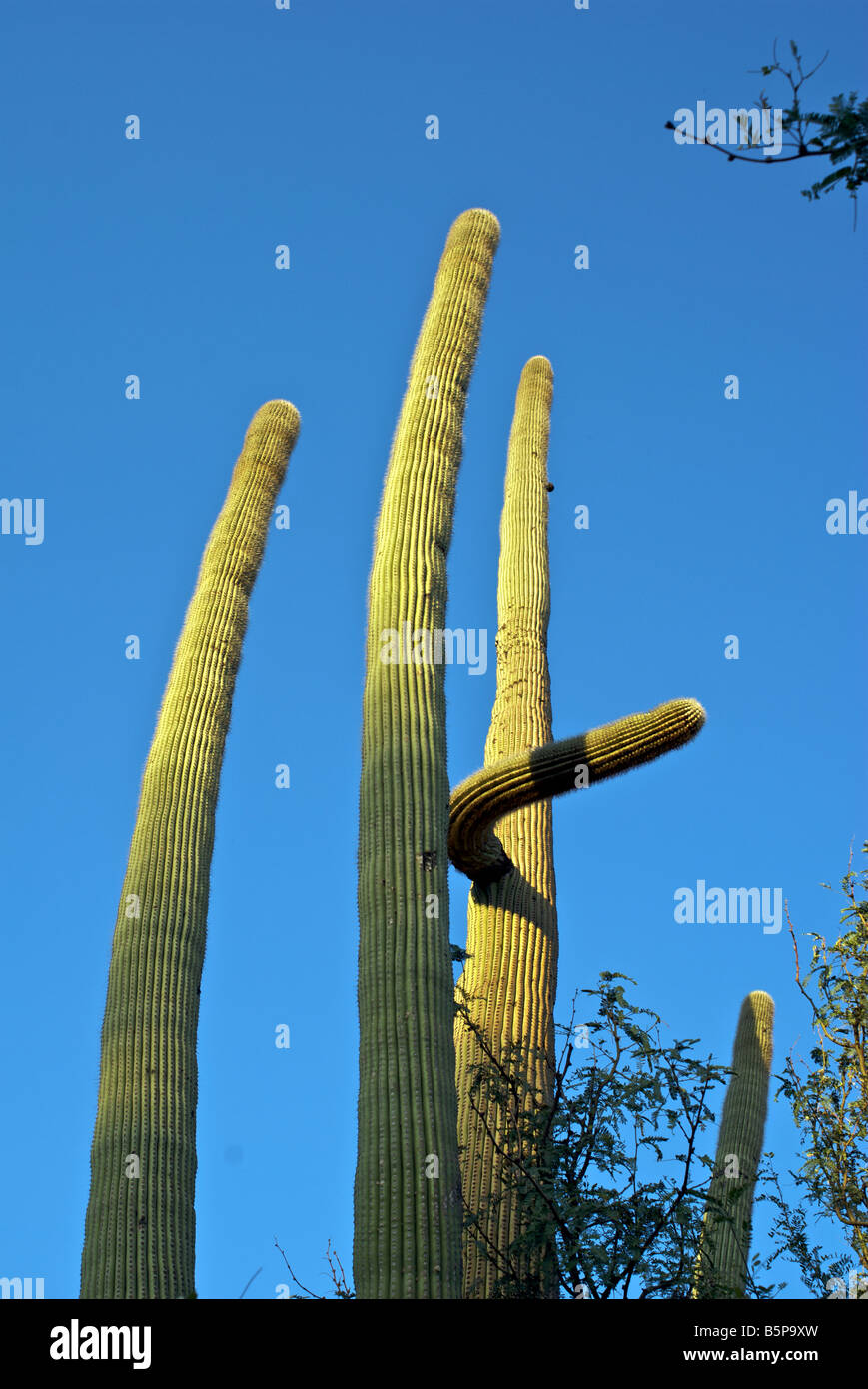 Saguaro Cactus in Tucson, Arizona Stock Photo - Alamy