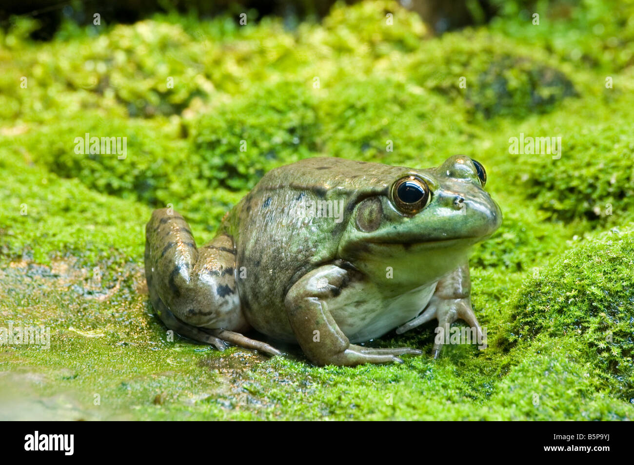 Green Frog Stock Photo