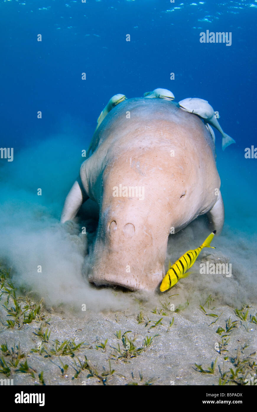 Dugong Sea Cow feeding on the shallow sea grass field Gnathanodon Speciosus Egypt Red Sea Indian Ocean Stock Photo