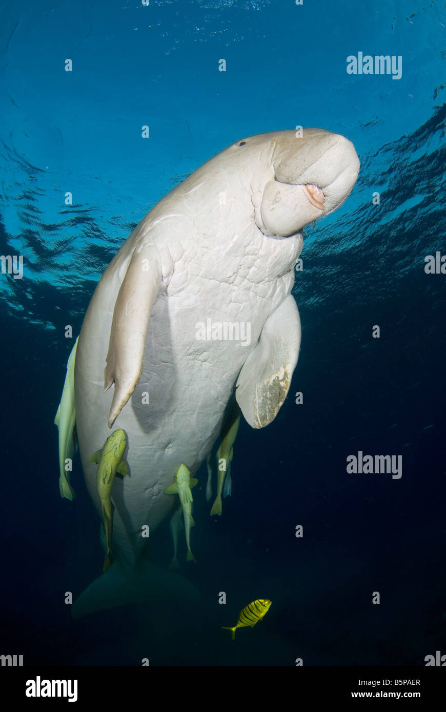 Dugong Sea Cow swimming up to the surface to breathe Gnathanodon Speciosus  Egypt Red Sea Indian Ocean Stock Photo - Alamy
