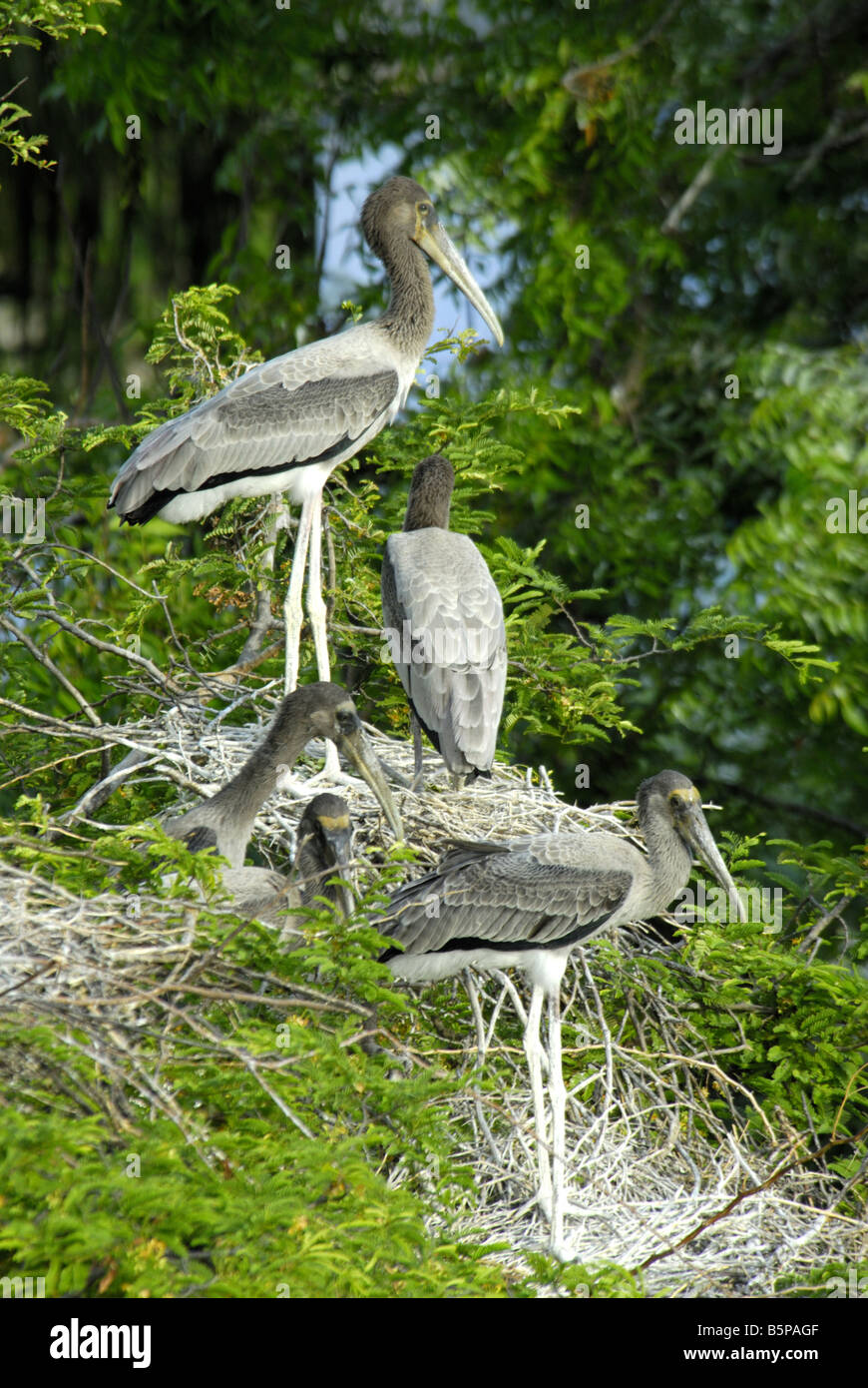 Two painted storks perched on hi-res stock photography and images - Alamy