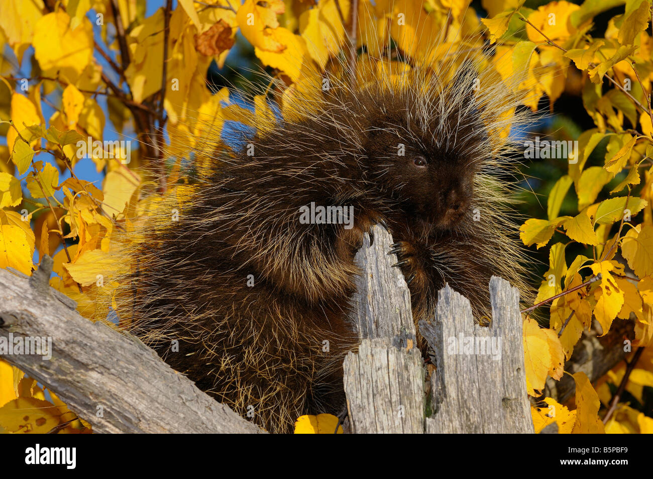 North American Porcupine holding on to a dead tree stump with yellow Birch leaves in the Fall Erethizon Dorsatum Minnesota USA Stock Photo