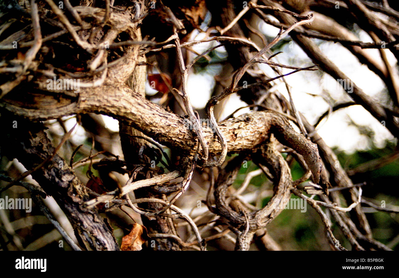 Dead branches torn from a tree now dried and twisted Stock Photo Alamy