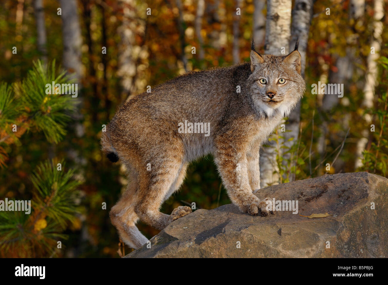 Wide eyed Canadian Lynx standing on a rock in a birch forest in Autumn at sunrise Stock Photo