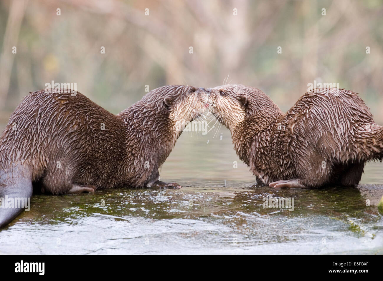 Two otters kissing Stock Photo