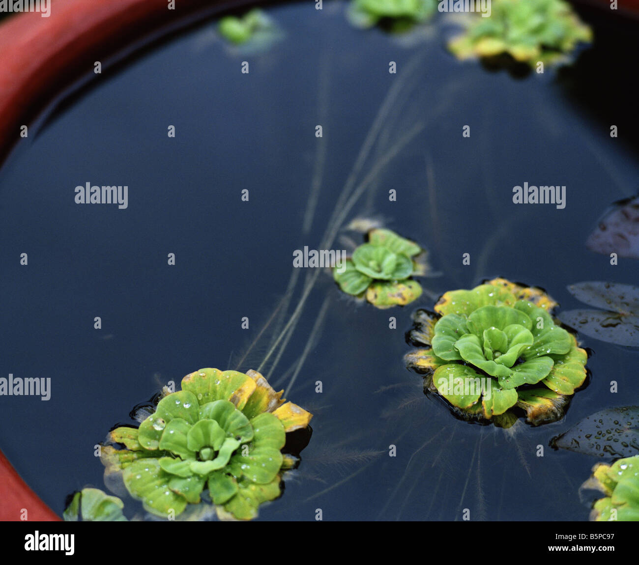 Water lilies in pot Stock Photo Alamy