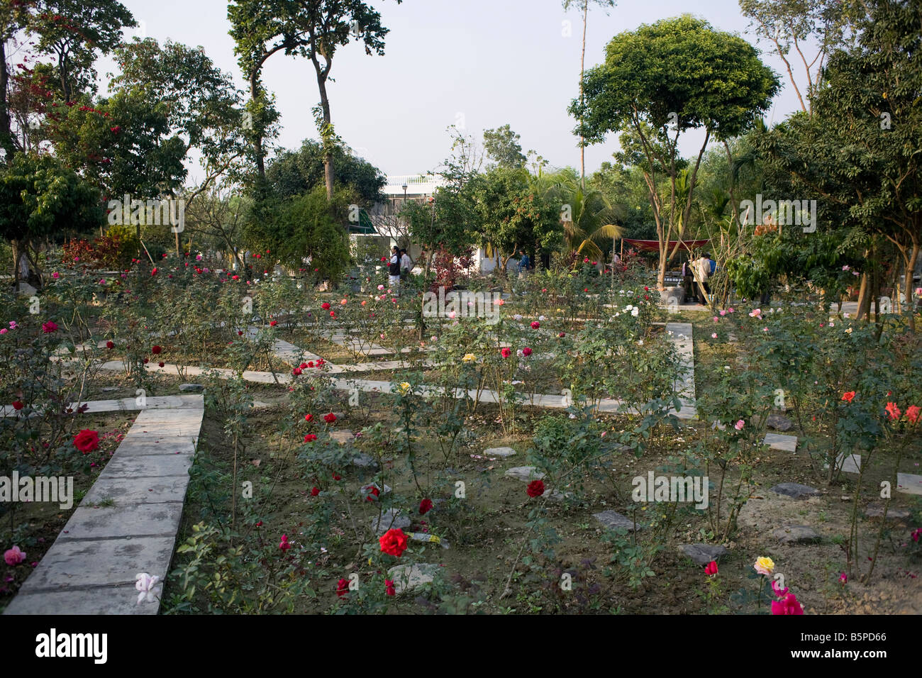 Rose garden Bangladesh Stock Photo Alamy
