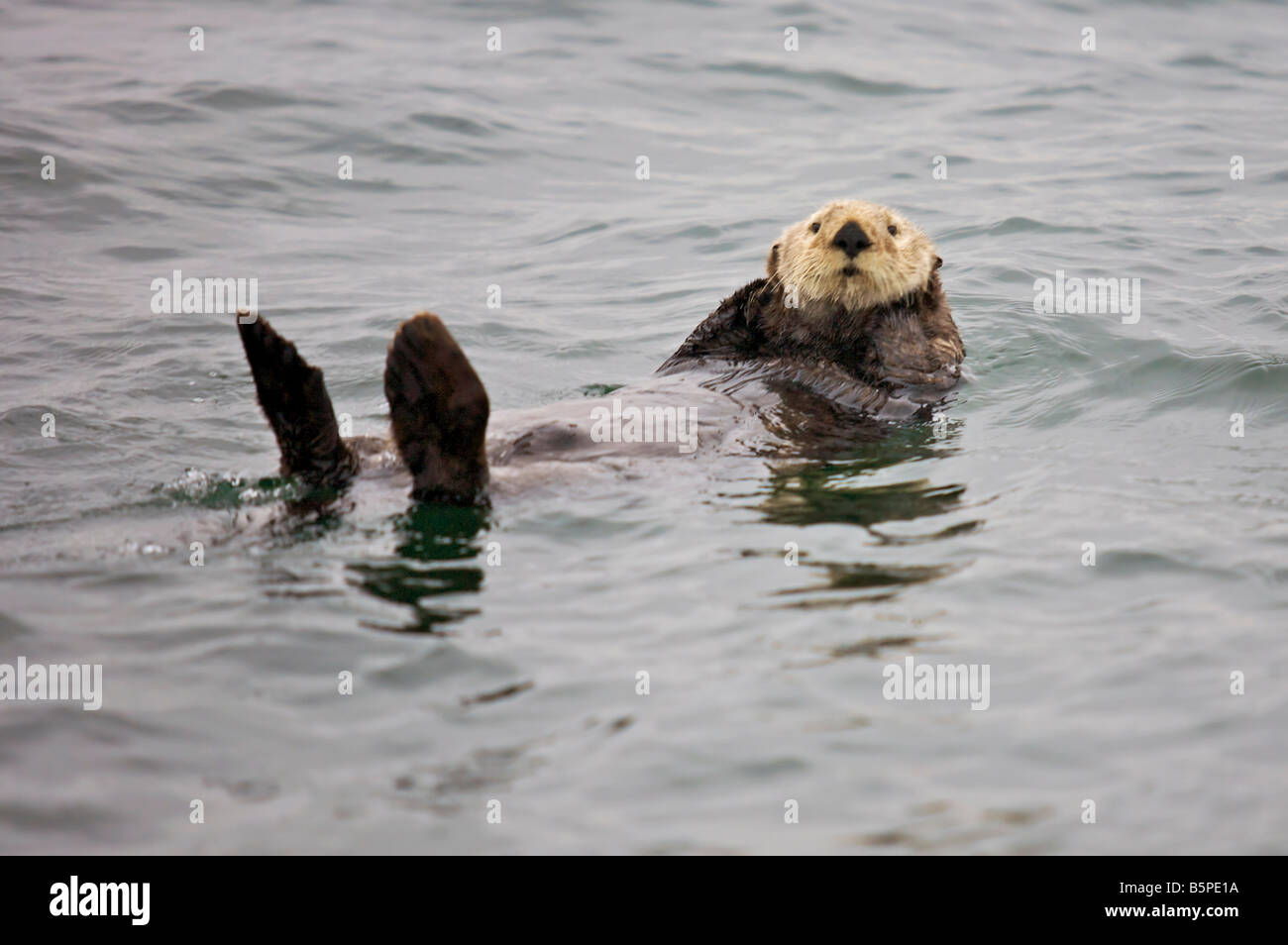 Sea Otter, Vancouver Island Stock Photo