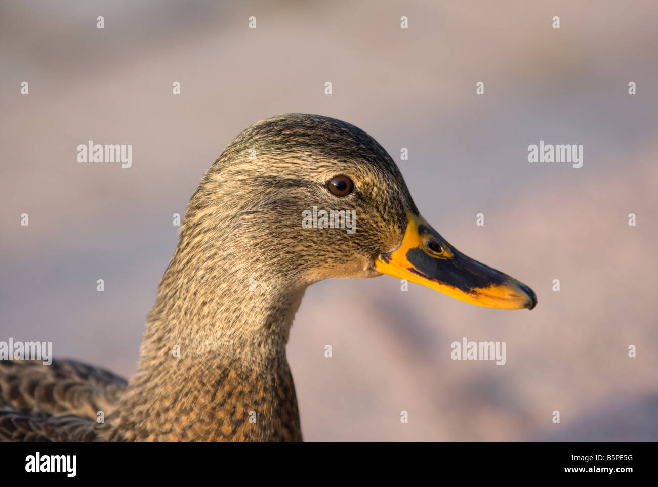 Duck head. Close-up Stock Photo