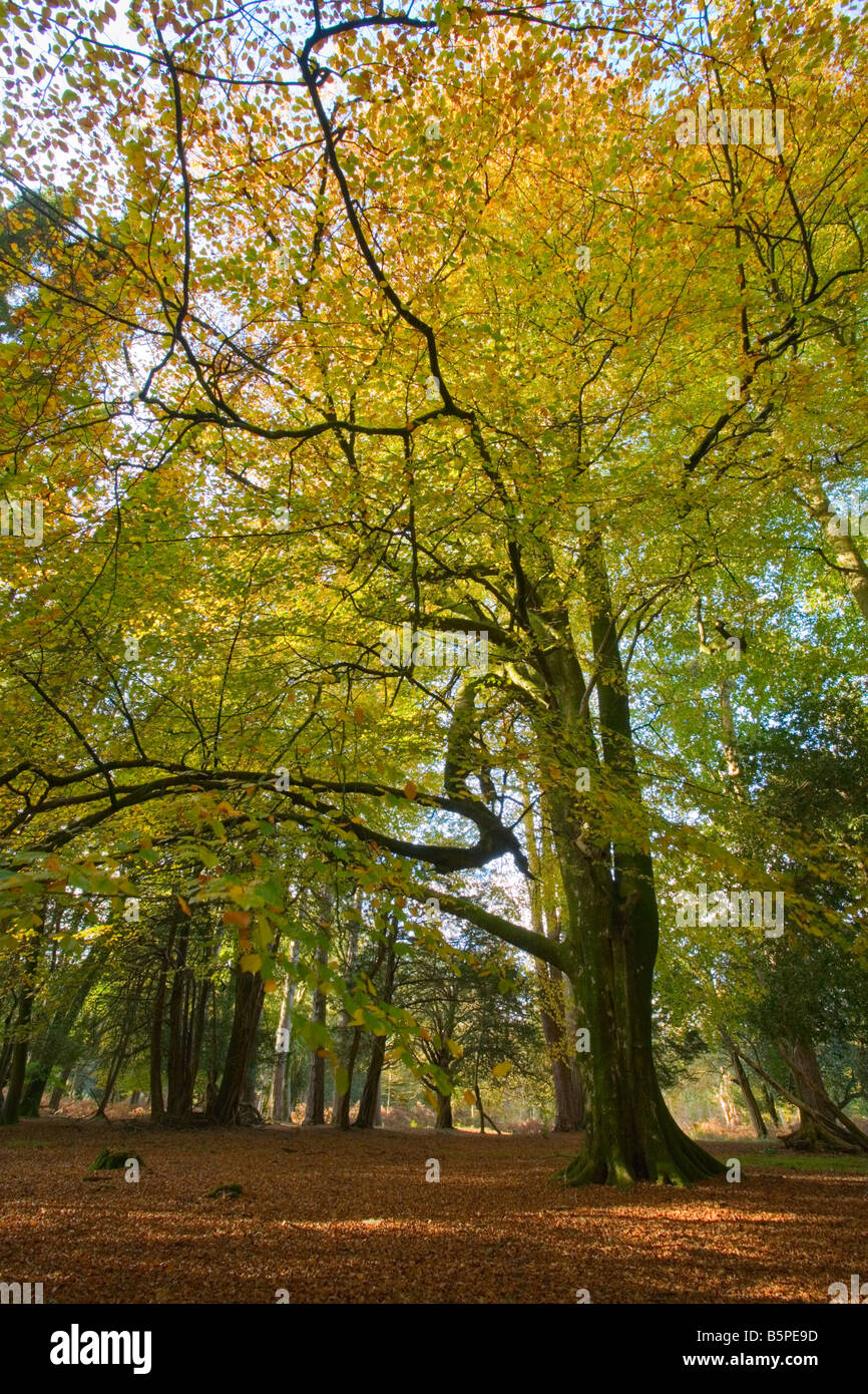 New Forest autumn woodland scene Stock Photo